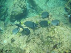 Yellow-tailed Surgeonfish - Underwater Galapagos 2010 -DSCN5741